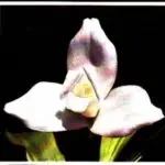 Imágenes de Guatemala. Monja Blanca - La Flor Nacional de Guatemala